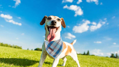Dog Bandana for Small Medium Large Dogs, Cat Dog Kerchief Dog Triangle Bibs Scarf for Girl or Boy